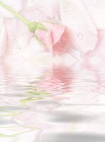 Beverley Anne Mitchell